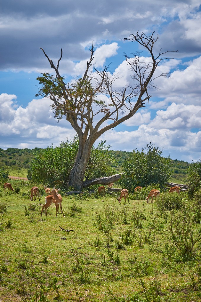 Impalas in the bush